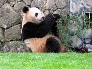 080501_panda1.jpg