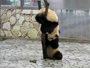 080501_panda2.jpg