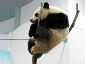 080501_panda3.jpg